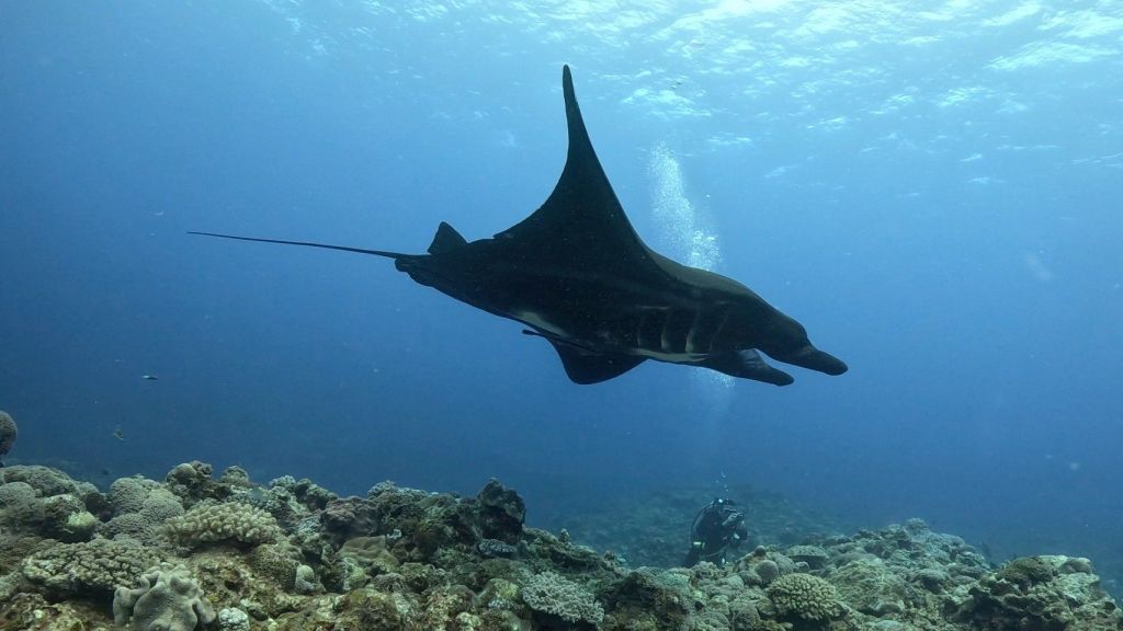 久米島２日目ブラックマンタきたー！