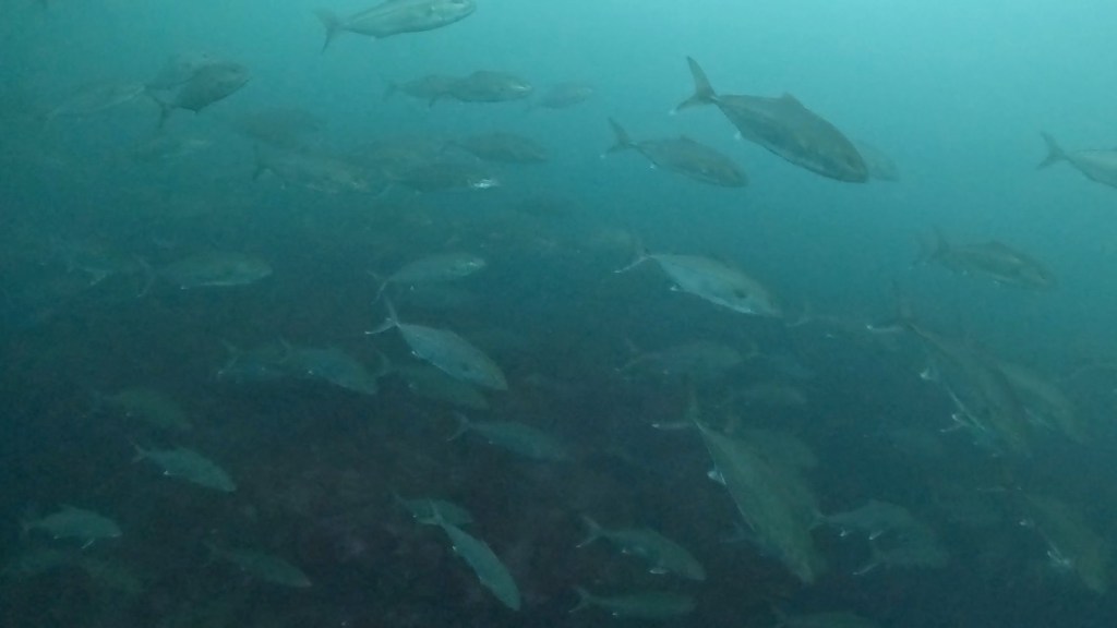 2ボート2ビーチ。沖から浅場と楽しんできました。