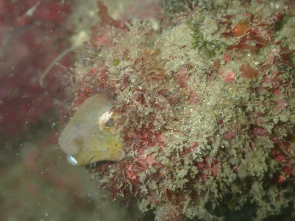 AOW講習・２プチボート