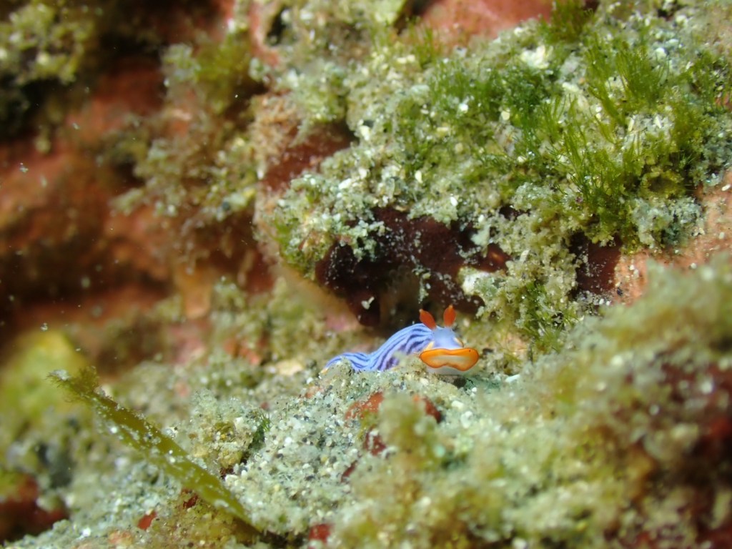 2ビーチ・ウェットの方が少しずつ増えてきました。