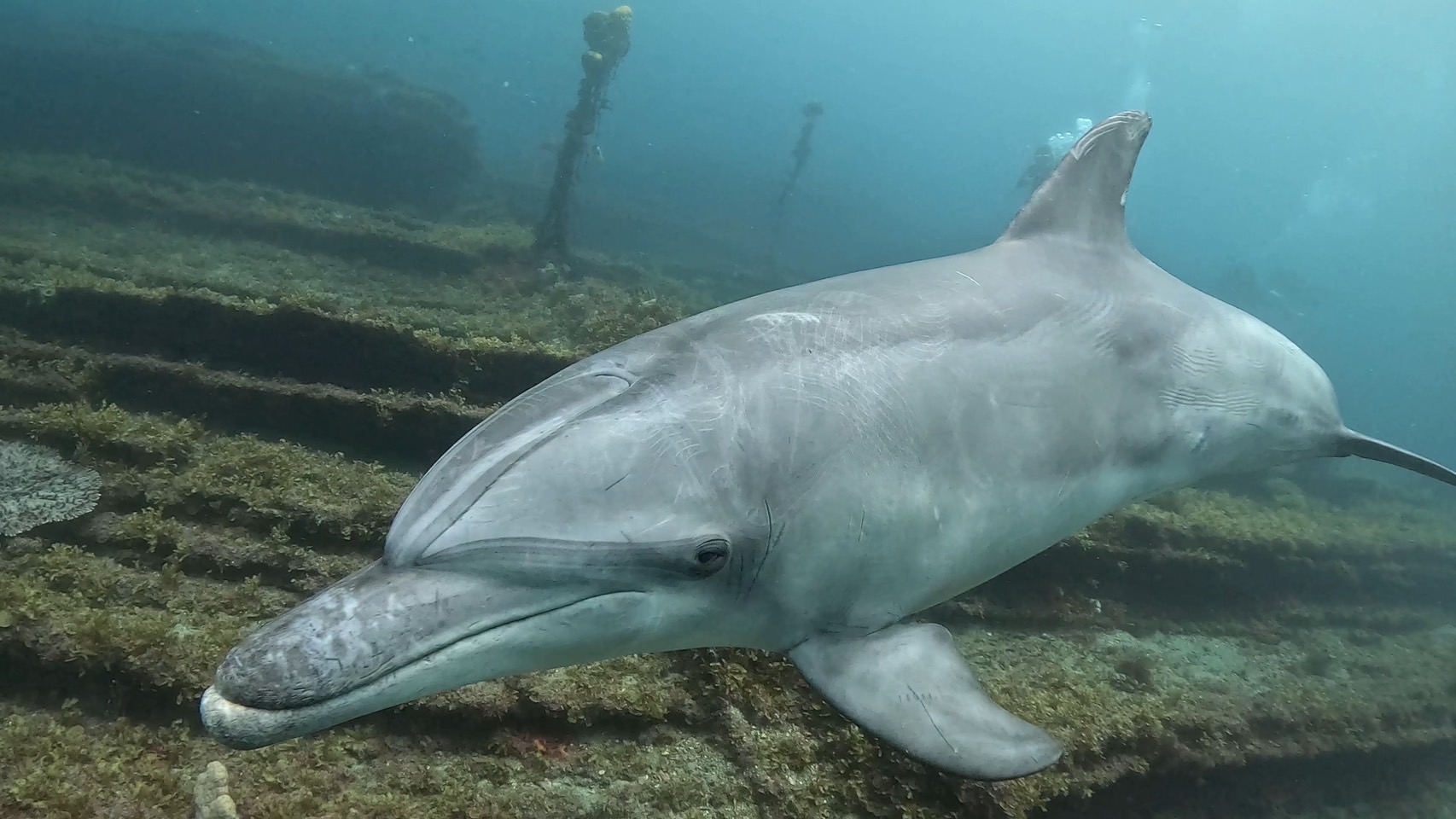 3ボート・ここずっと潜る度イルカと遭遇です。 – 千葉県勝浦市の海で