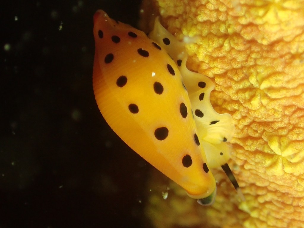 3ボート・張り付いてきました。