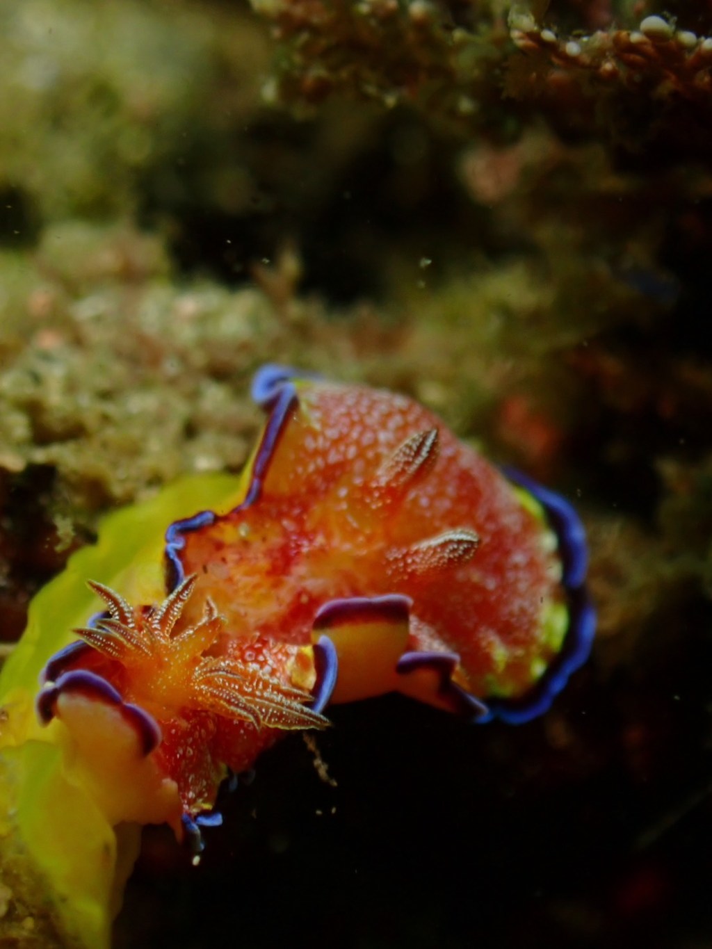 AOW講習・FUN２ボート１ビーチ・３ビーチ