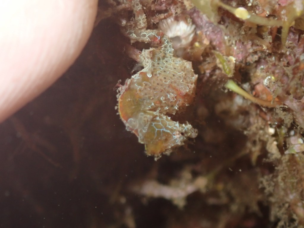 2ビーチ　ハチジョウタツ！