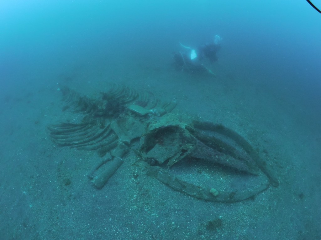 ２ボート・ワイドからマクロと。