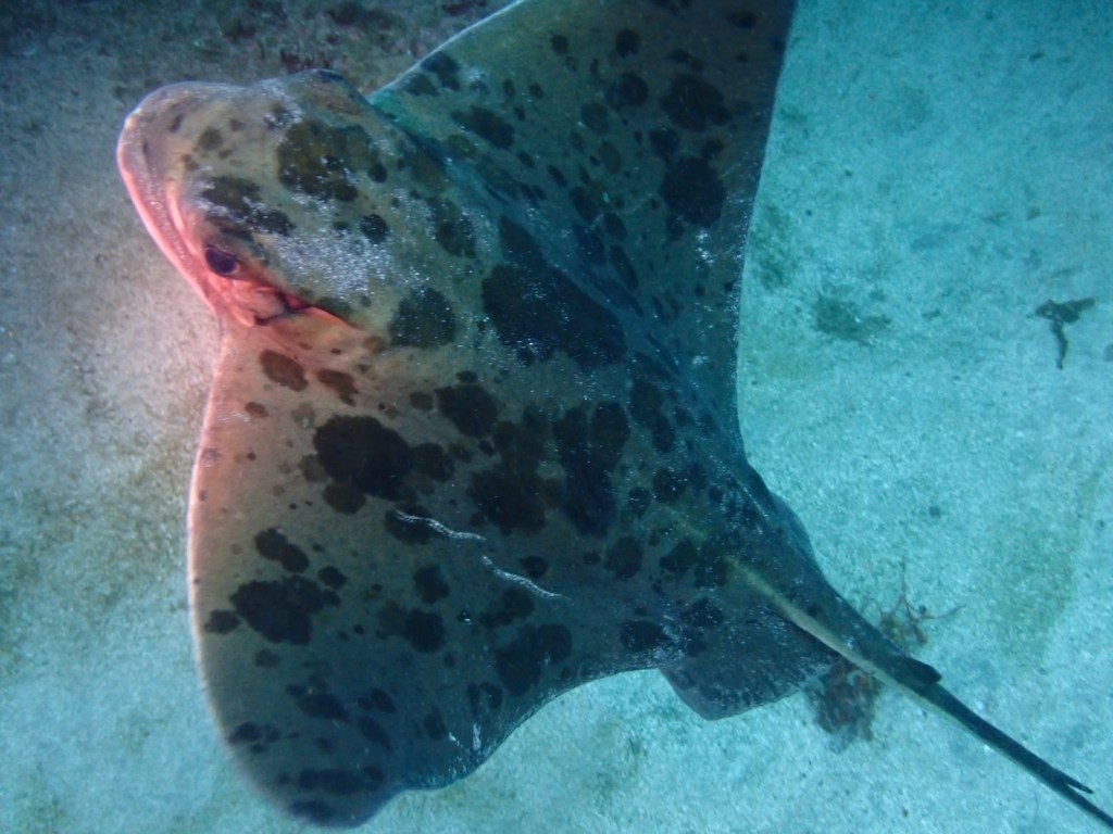 1ビーチ１ボート・沖がきれい