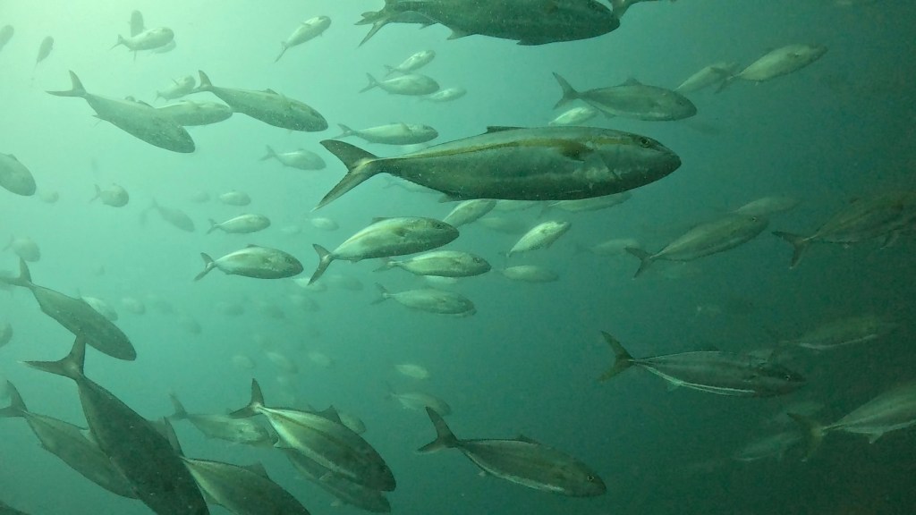 １ボート２ビーチ・回遊魚大当たり