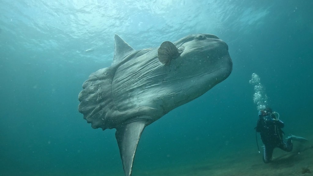 ３ボート・大型マンボウ観察。