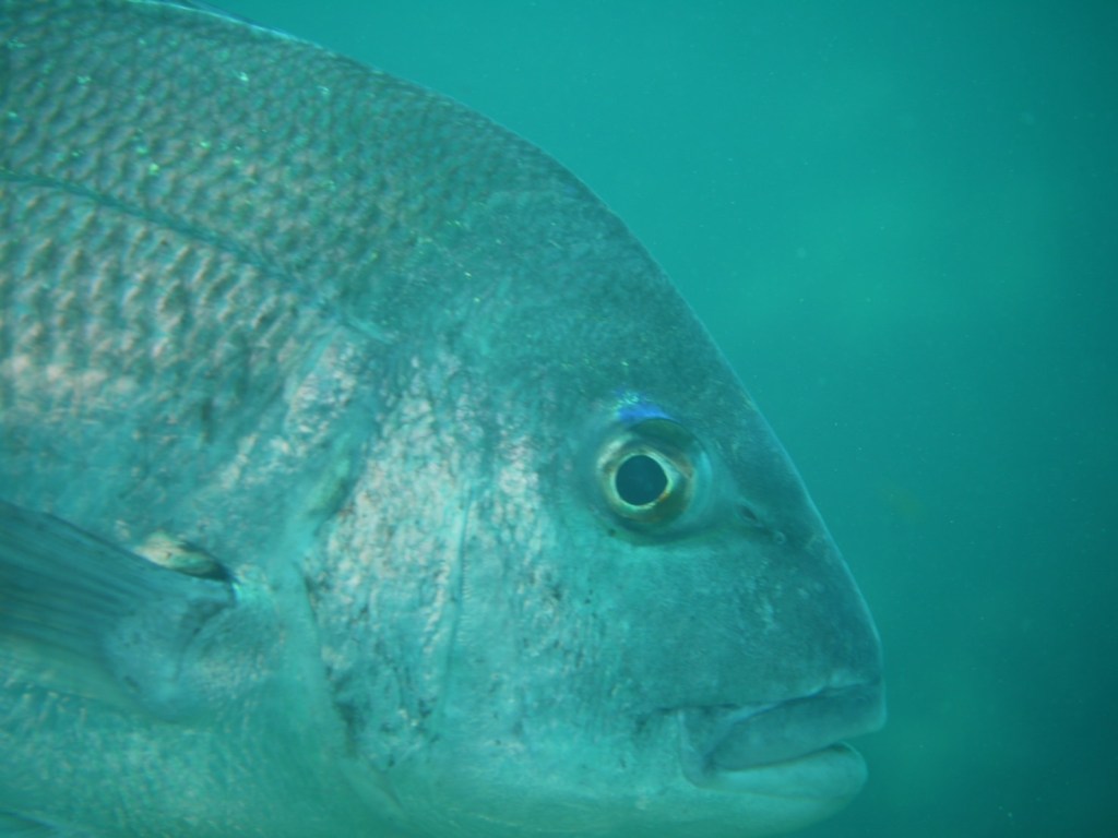 １ビーチ１ボート・ウェットの方増えてきました。