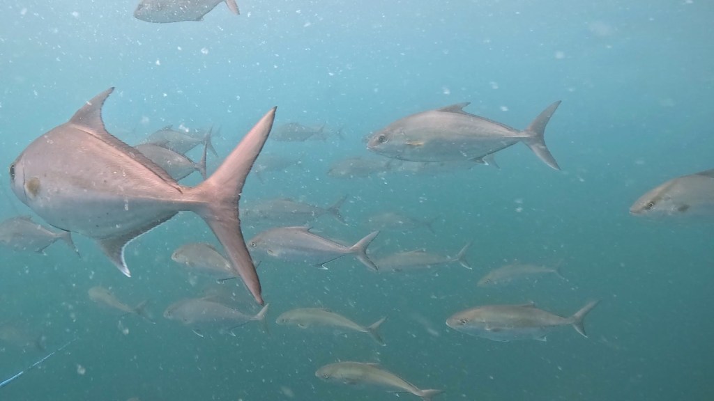 １ビーチ１ボート・体験ダイビング　今日も回遊魚当たり
