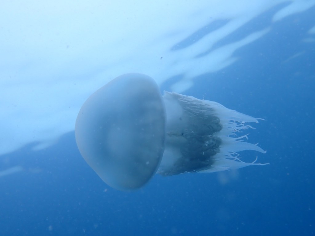 6月20日ブログ　2ボート