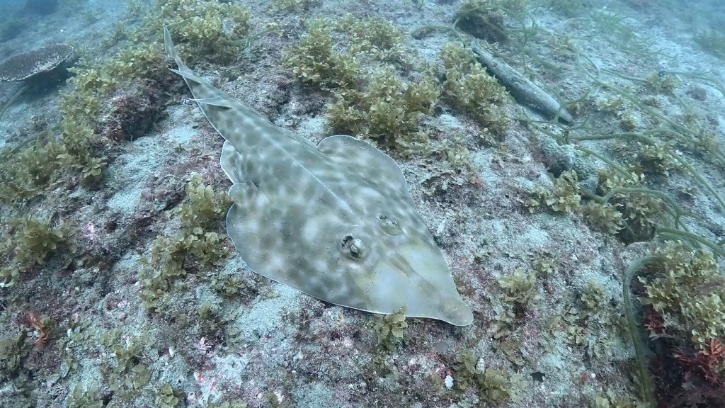 ２ボート　サカタザメ登場！