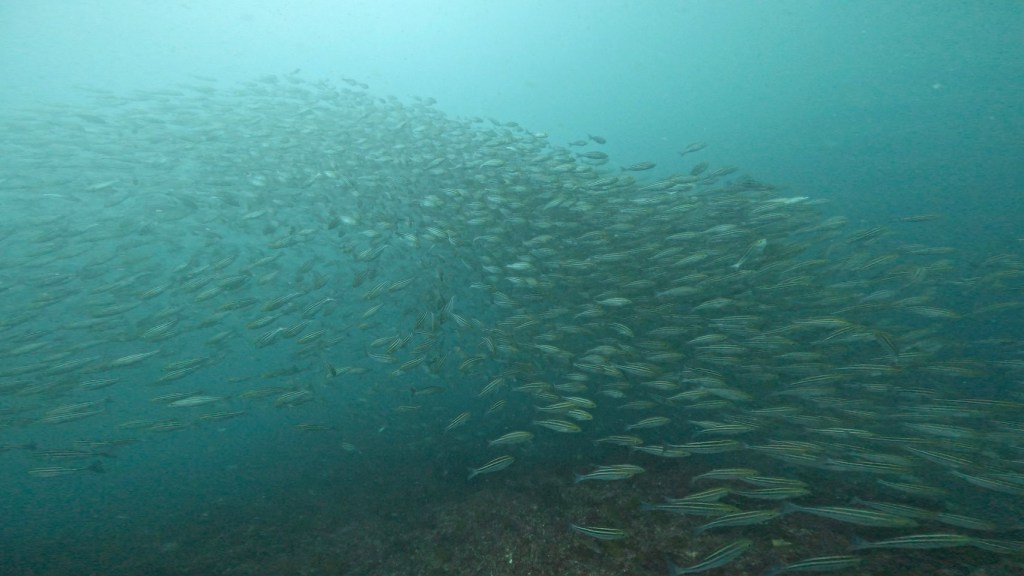 ボートダイブ　イサキ玉が凄い。