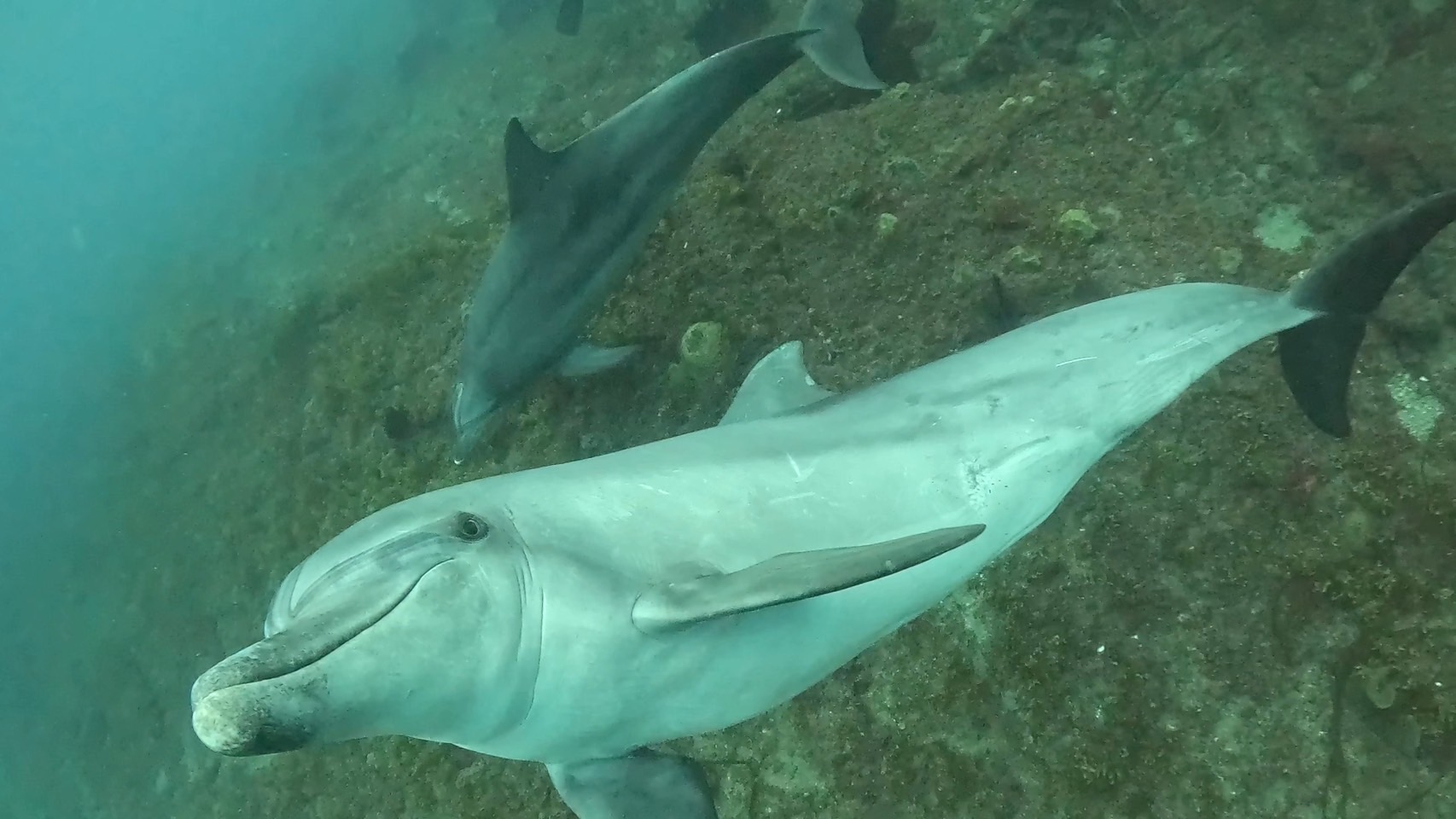 ３ボート・魚影にイルカと。