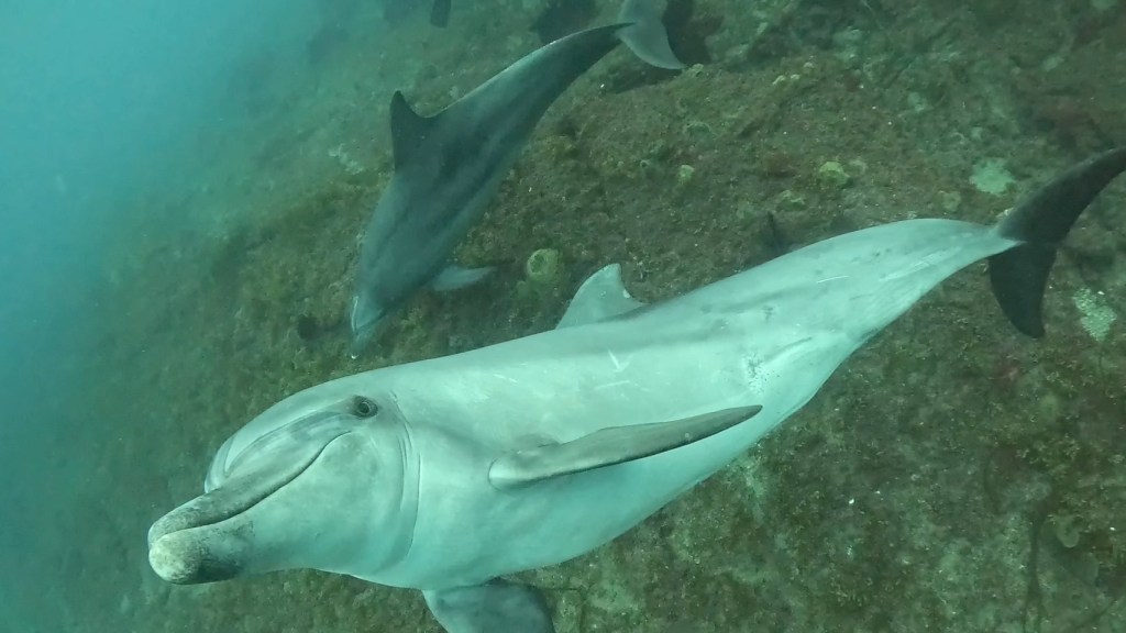 ３ボート・魚影にイルカと。