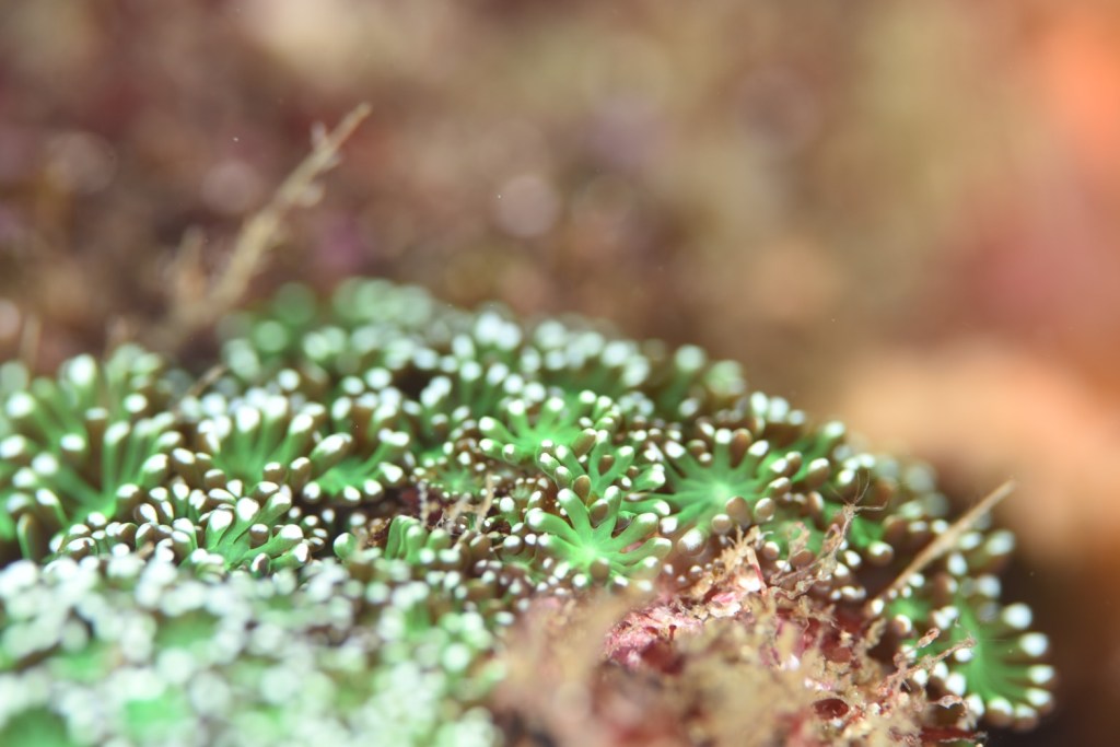 １ビーチ１ボート　沖にきれいな潮が。