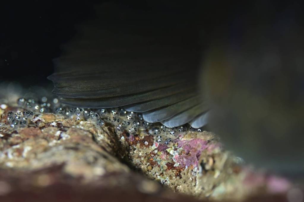 2ビーチ１ボート・体験ダイビング　