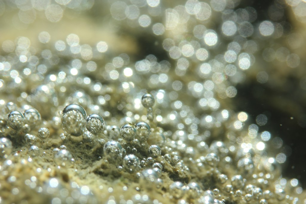 ２ビーチ・生物観察してきました。