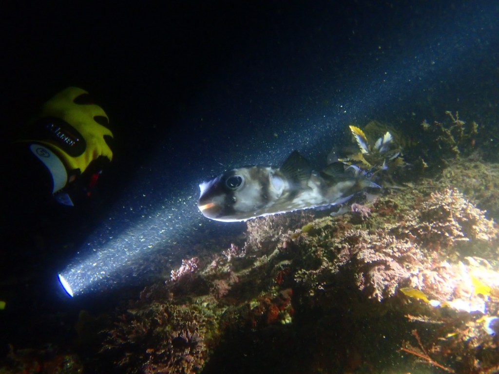 ２ビーチ１ボート・ナイトダイビング・体験ダイビング・シュノーケルでした。