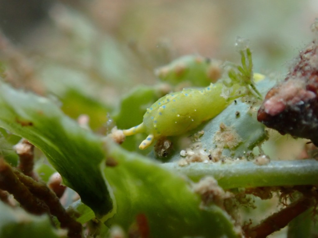 ２ボート　コース広げて潜ってきました。