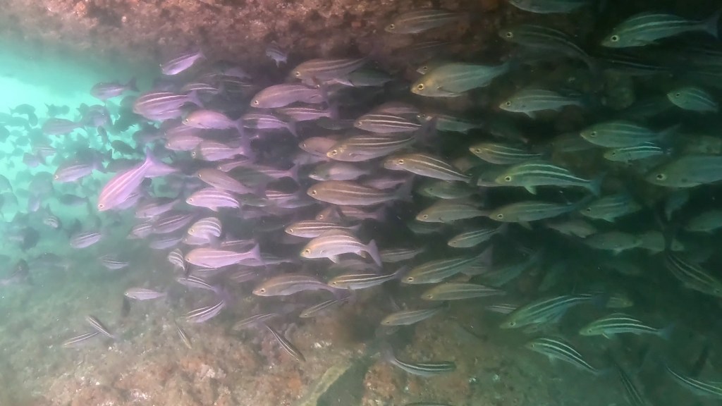 １プチ１ボート・体験ダイビング