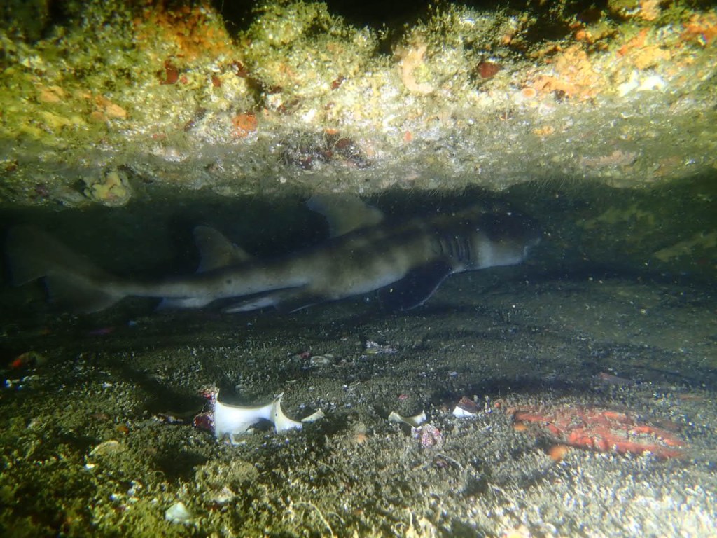 １ビーチ１ボート　ネコザメ至る所に。