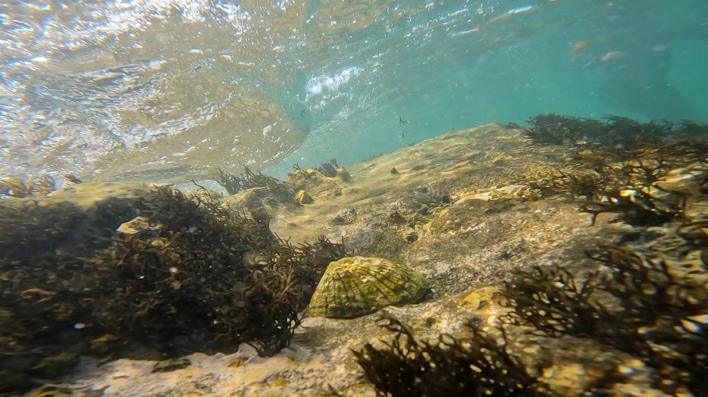 OW講習　シュノーケリング　体験ダイビング