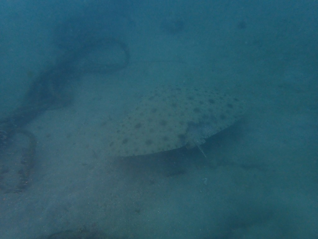 2ボート　潜れてます。