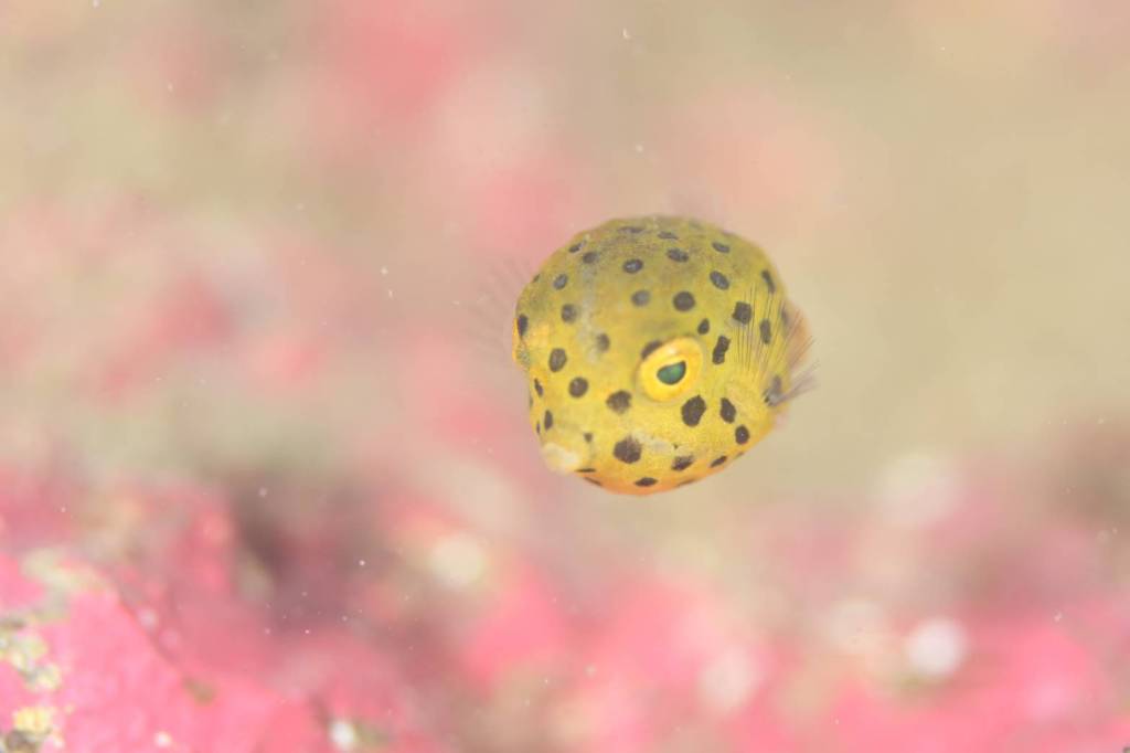 FUN３ビーチ・体験ダイビング