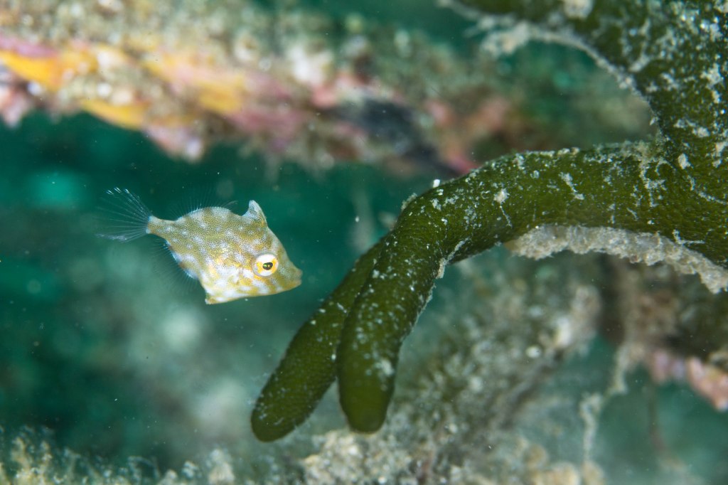 2ボート　台風影響なく潜れてます。