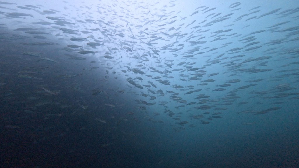 FUNDIVE２ボート・体験ダイビング