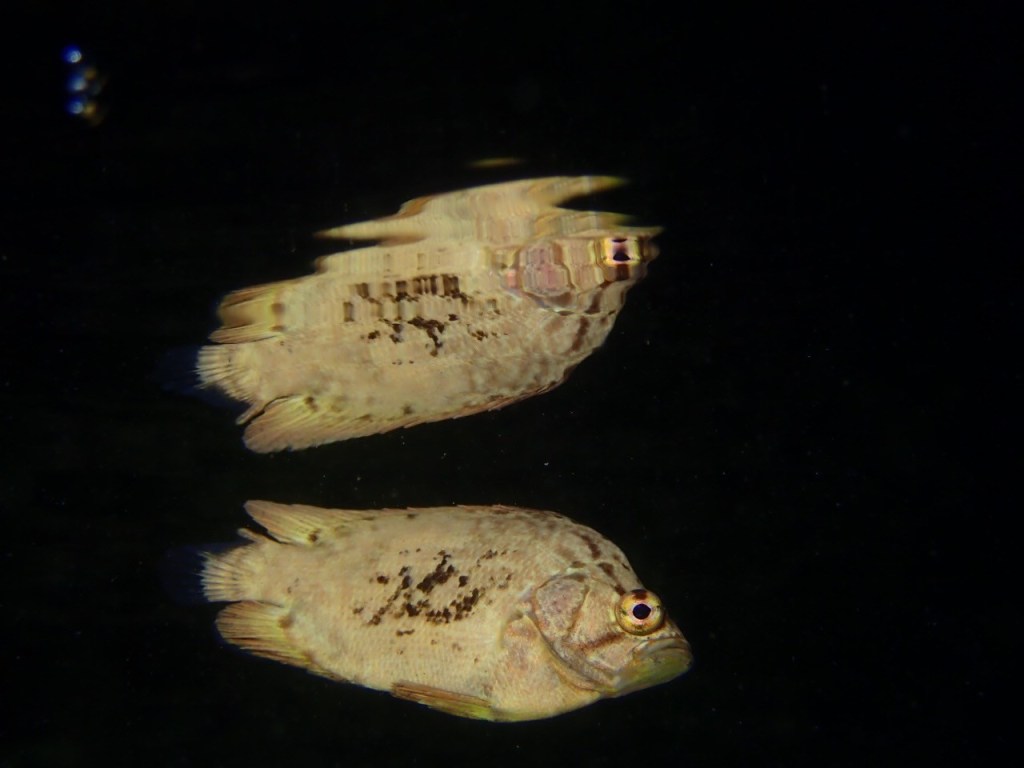 勝浦ビーチダイビング