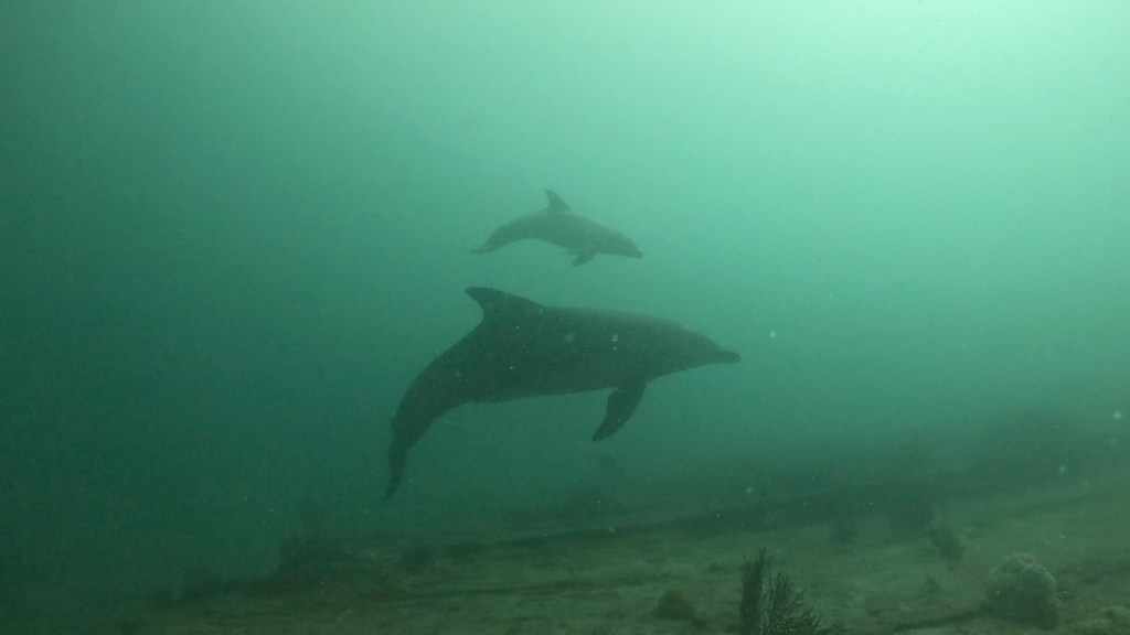 FUNDIVE・３ボート