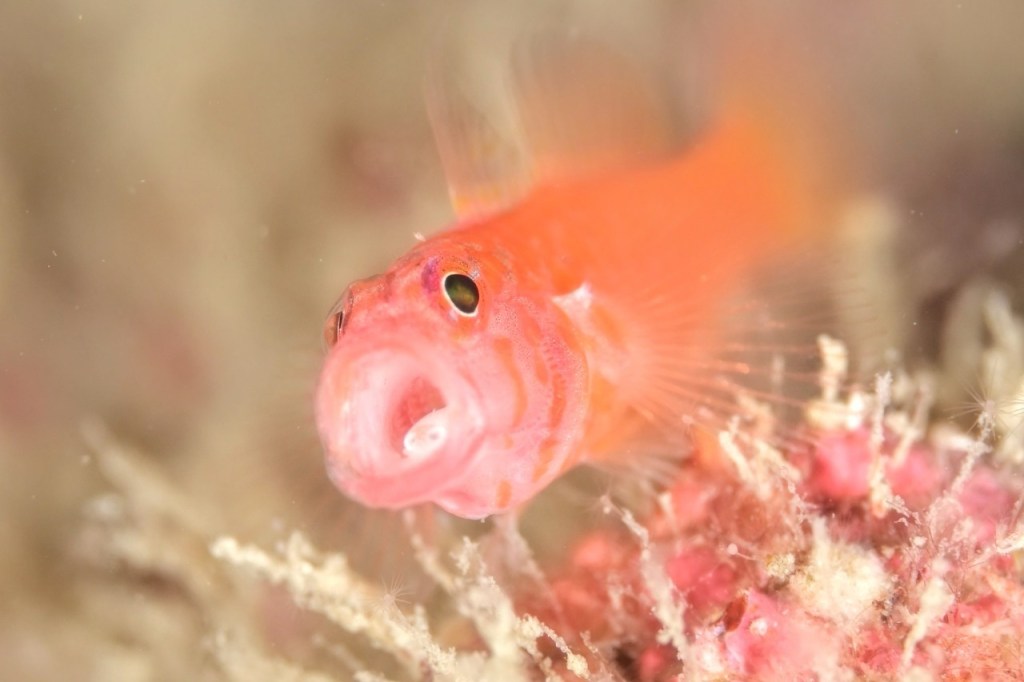 FUNDIVE・３ボート