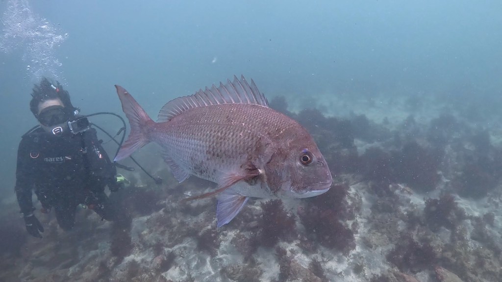 FUNDIVE・体験ダイビング