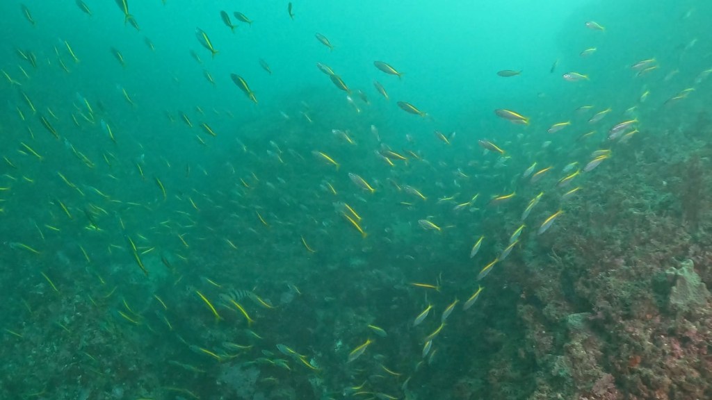 FUNDIVE・体験ダイビング