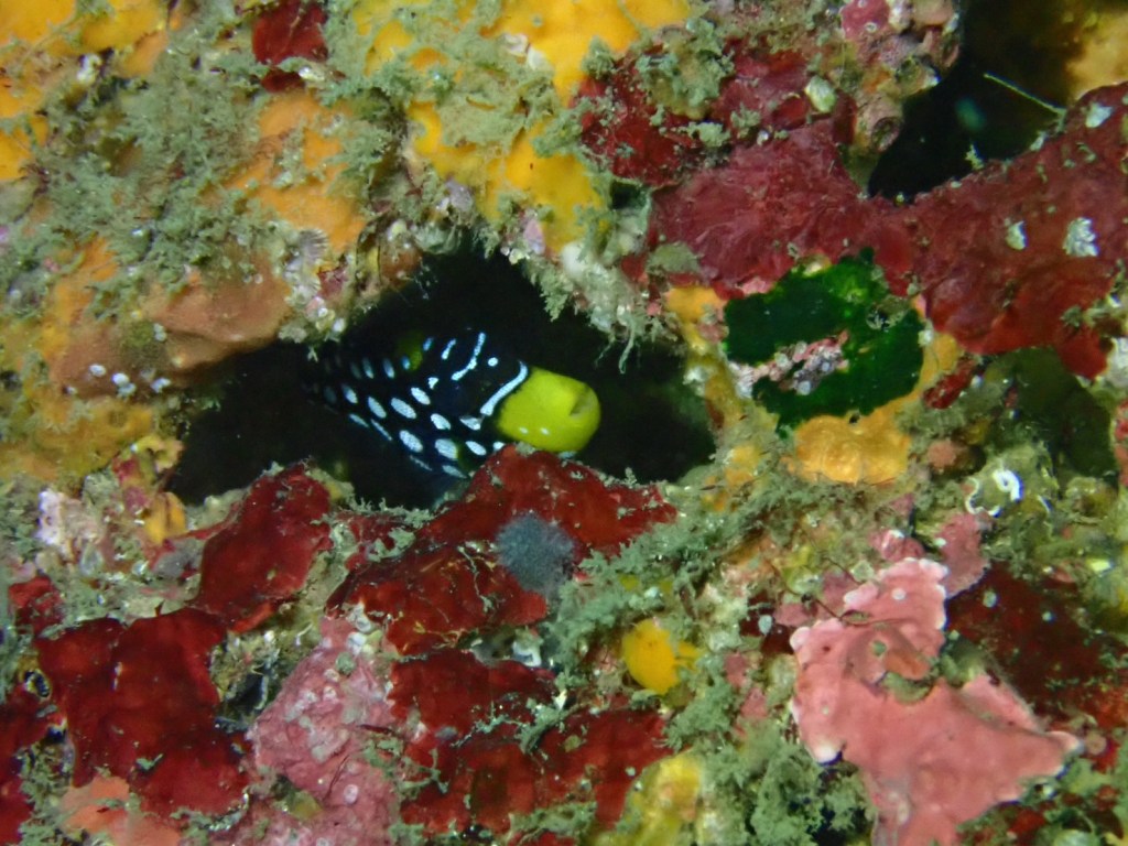 FUNDIVE・ライセンス取得コース