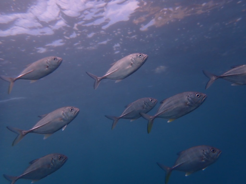 1ビーチ1ボート