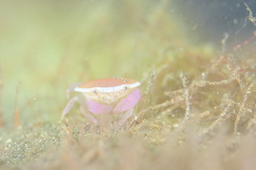 2ボート1ビーチ