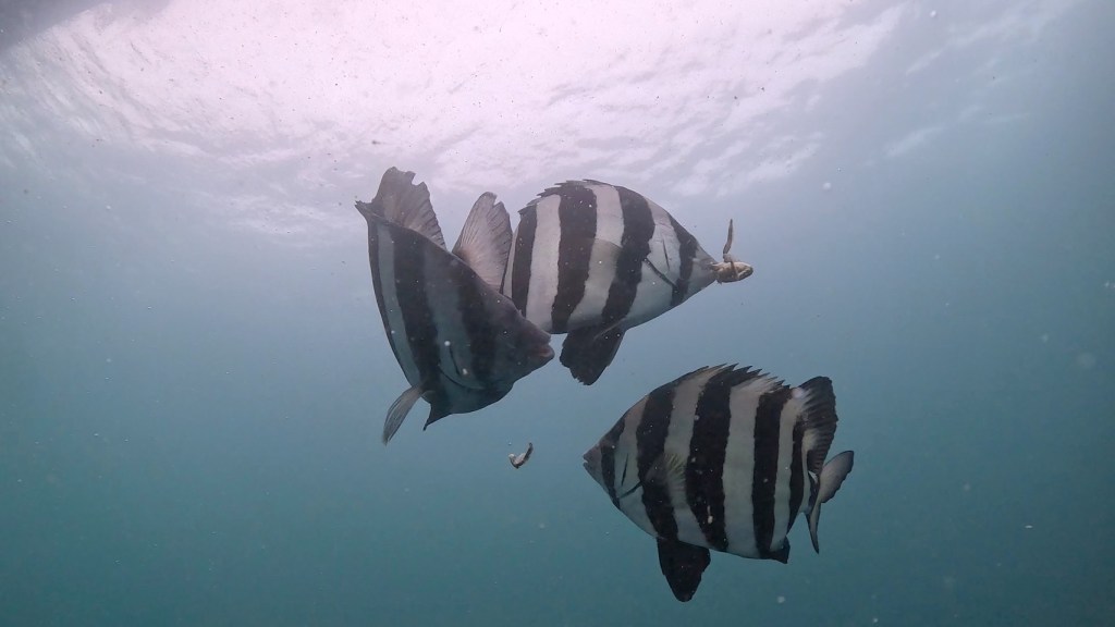 2ボート、ライセンス取得コース