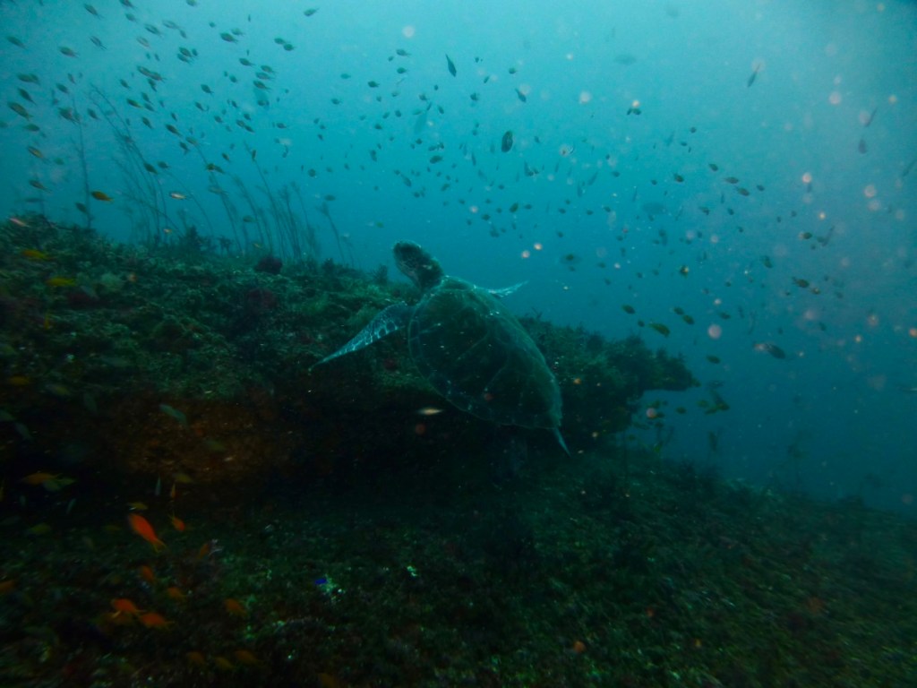 勝浦鵜原2ボート
