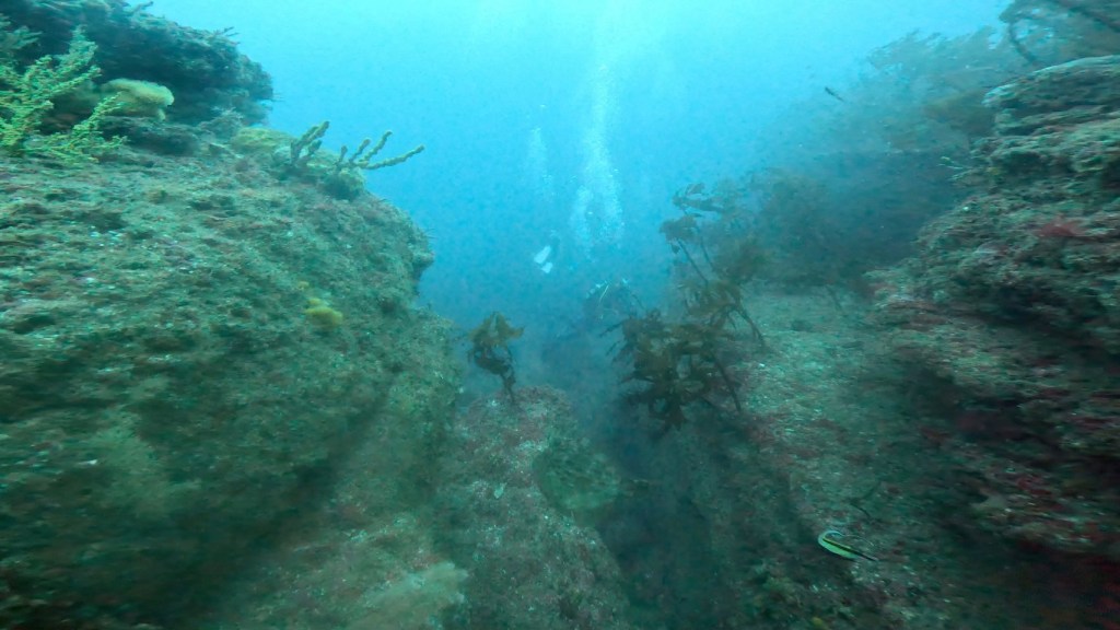 勝浦鵜原AOW講習