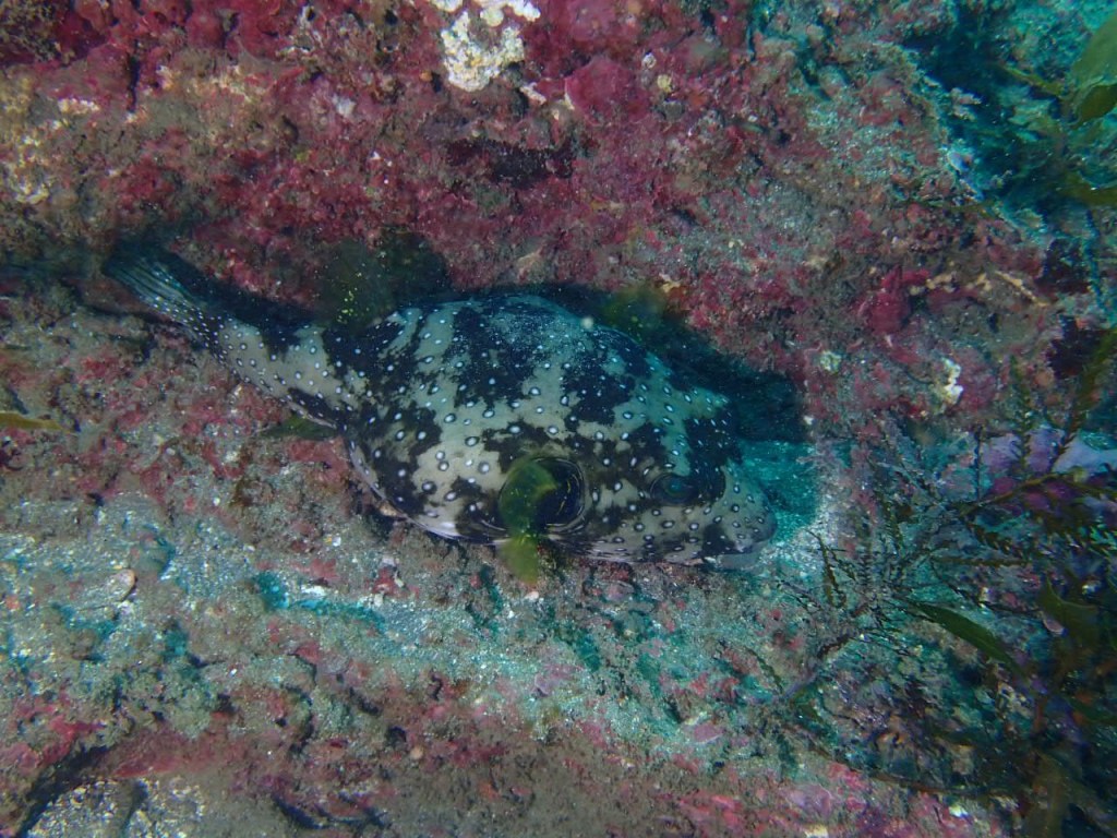 勝浦鵜原1ビーチ1ボート、AOW講習