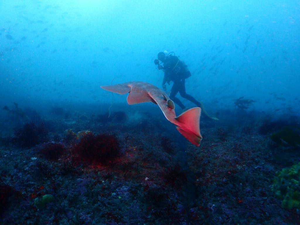 ウマノセ潜ってきました。