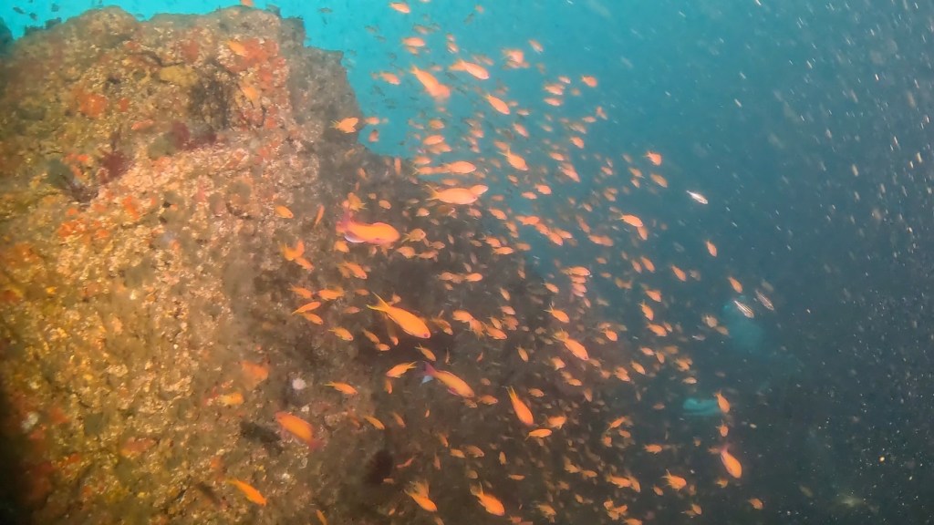 勝浦鵜原1ボート