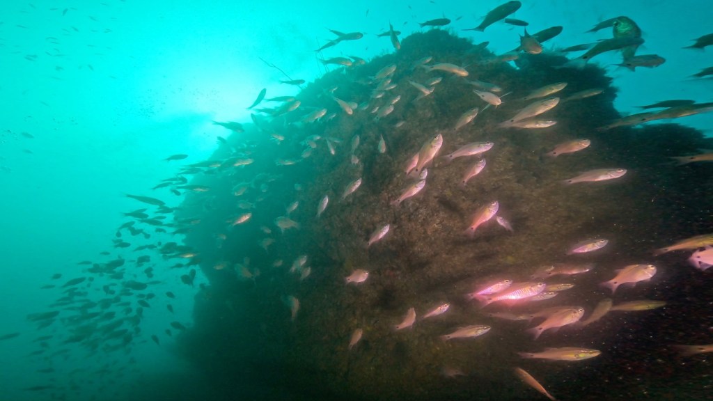 勝浦鵜原1ビーチ1ボート