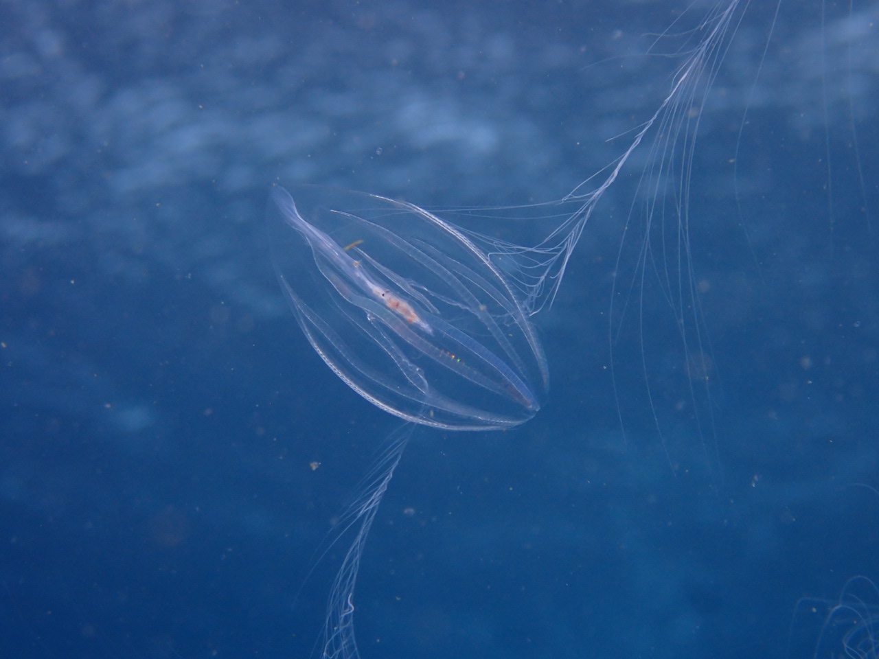 作業潜水　勝浦鵜原ビーチダイビング