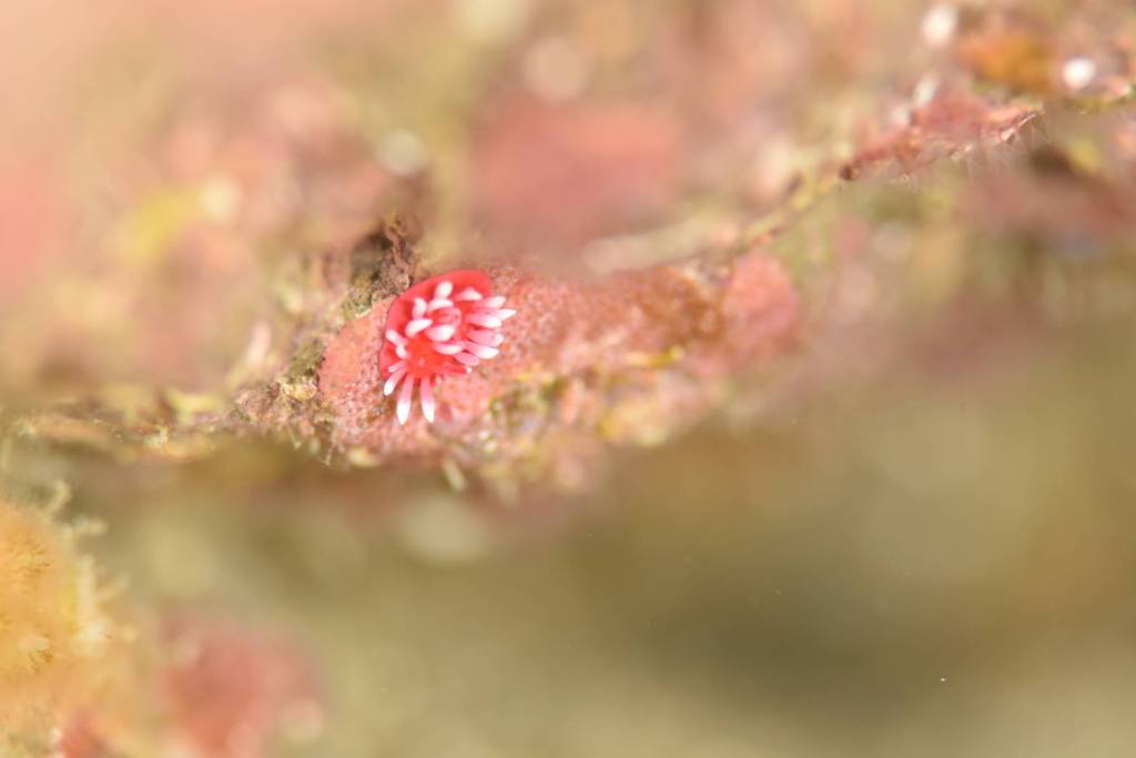 勝浦鵜原ビーチ