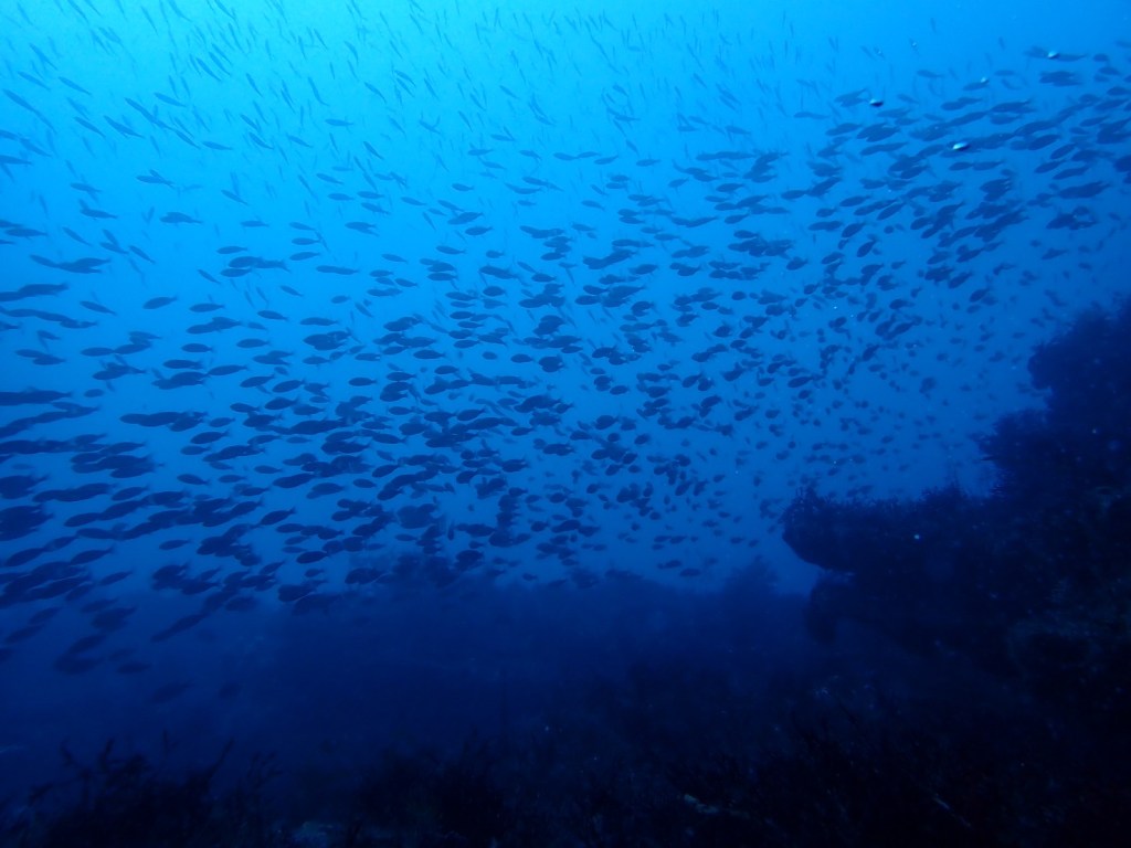 勝浦鵜原2ボート