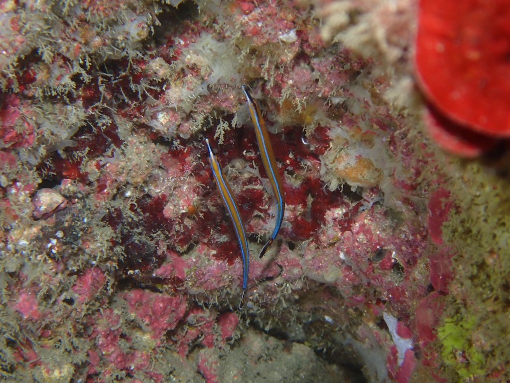 勝浦行川2プチボート